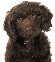 SPROODLE OR SPRINGERPOO PUPPY DOG