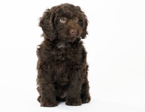 Springerpoo Images – Browse 34 Stock Photos, Vectors, and Video | Adobe ...