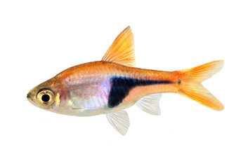 Rasbora Het Harlequin rasbora heteromorpha freshwater aquarium fish  