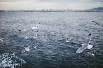 Group of seagulls flying over the sea