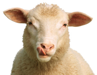 Schafe auf weißem Hintergrund
