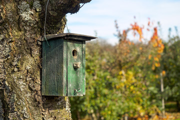 Green wooden birdhouse hanging on tree