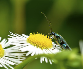 Margherita with bug