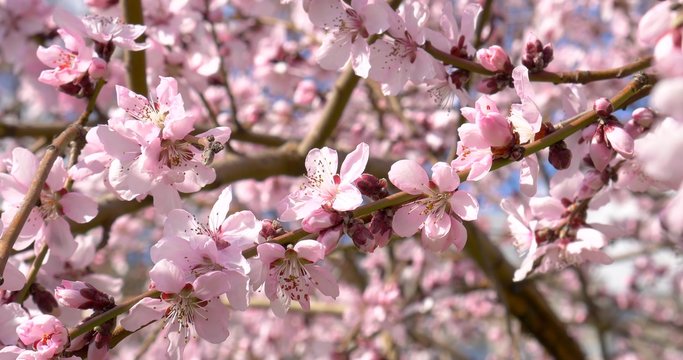 Plum Tree Pink Flowers Blooming In Spring