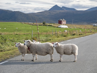Mitten auf der Strasse/Drei Schafe stehen mitten auf der Strasse im Herbst in Nordnorwegen