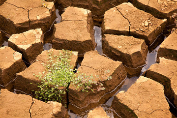 Drought soil with vegetation in brazilian dam