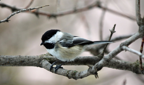 M&eacute;sange &agrave; t&ecirc;te noire