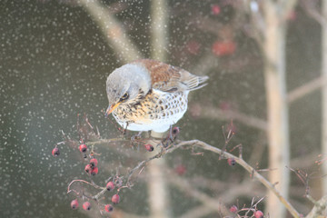 bird