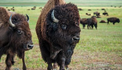 Buffaloes on the prairies of Wyoming