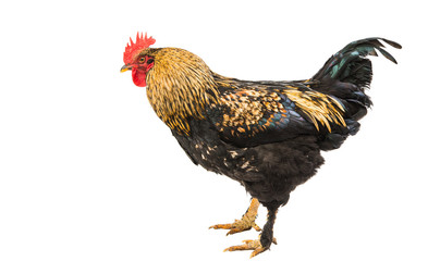 Colorful Rooster Isolated On White