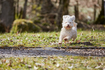 Havanese dog running on the grass