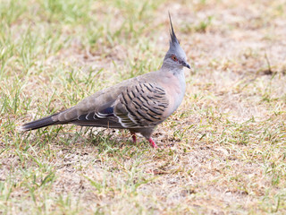 Australian crested pigeon bronzovokryly