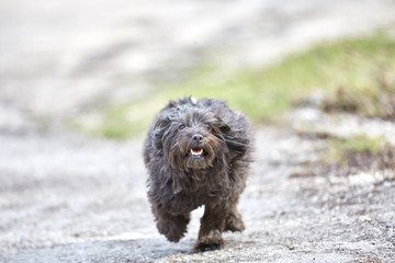Havanese dog running on the street