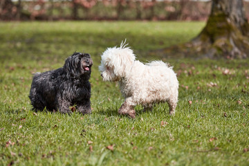 Two havanese dogs playing in the park