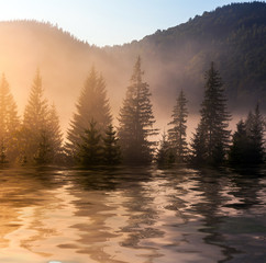 Beautiful sunset, tre reflected in still waters of lake