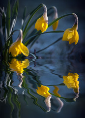 flowers reflection in pond