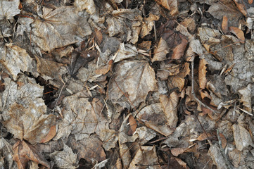 Texture, withered brown leaves