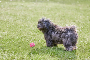 Fototapeta premium Black havanese dog standing in the green grass
