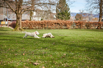 Dogs running and having fun in the park