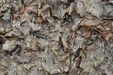 Texture, withered brown leaves
