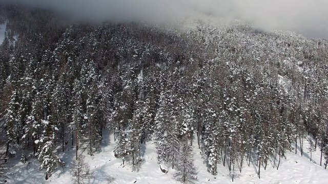 Sorvolo foresta in Inverno - Alberi innevati
