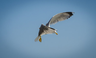 Gaviota tímida
