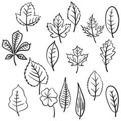 Set of various types of hand drawn leaves.