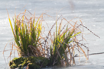 green bush in the ice