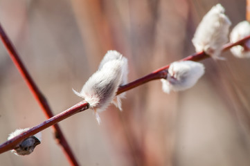 bud willow on a branch