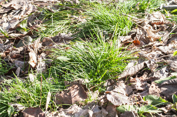 Autumn forest in the fallen leaves
