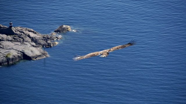 aquila in slow motion alle Lofoten