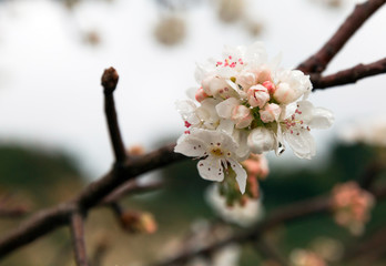 white flowering apricot branch