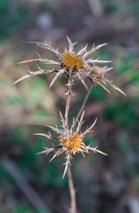 prickly plant