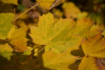 yellowing leaves,autumn,fall,seasons