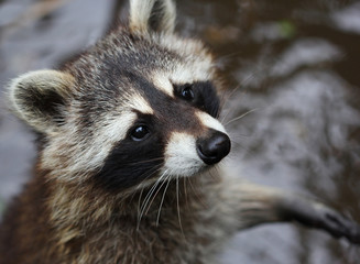 The cute fluffy raccoon close up portrait
