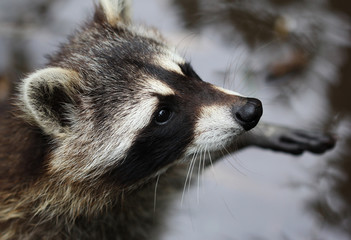 The cute fluffy raccoon close up portrait