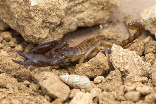 A small scorpion, around 5cm long