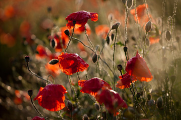 Obraz premium Klatschmohnwiese