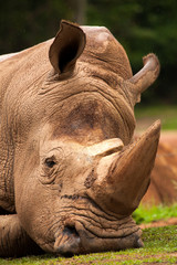 Fototapeta premium White Rhinoceros closeup