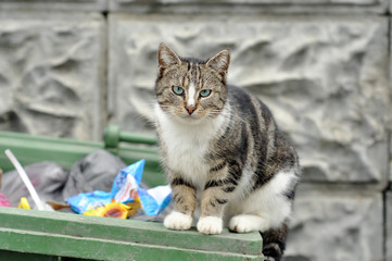 Homeless cat  © Savvapanf Photo ©