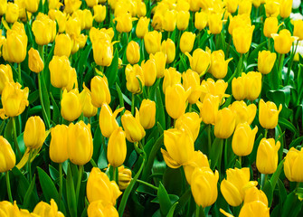 Yellow tulips flower field blooming in the garden.