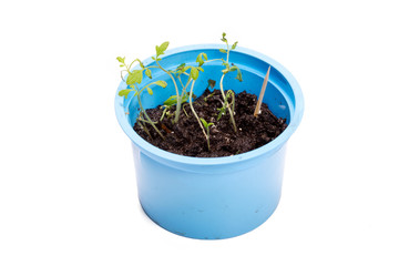 Green sprout is grown in a blue plastic cup