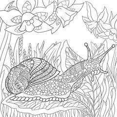 Zentangle stylized cartoon snail crawling among narcissus flowers. Sketch for adult antistress coloring page. Hand drawn doodle, zentangle, floral design elements for coloring book.