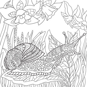 Zentangle stylized cartoon snail crawling among narcissus flowers. Sketch for adult antistress coloring page. Hand drawn doodle, zentangle, floral design elements for coloring book.