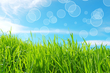 Fototapeta premium Sfondo Primavera verde e azzurro - terra verde