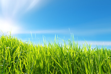 Obraz premium Verde e azzurro - erba e cielo - Pianeta terra