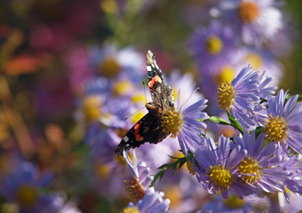 Butterfly on flowers  chrysanthemum in autumn garden