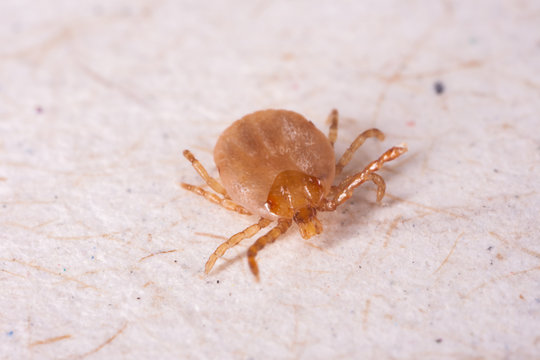Tick in white background