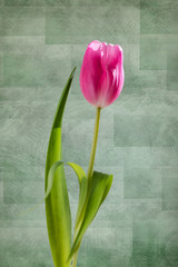 Pink Tulip texture background