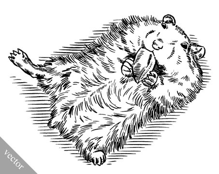 engrave ink draw hamster illustration
